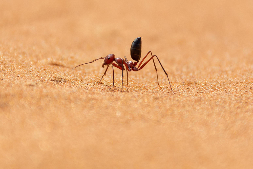 come eliminare le formiche in casa