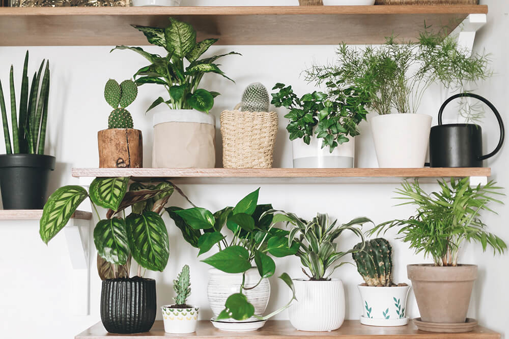 piante da appartamento ecologiche